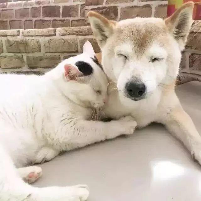 当猫咪和狗狗成了好朋友,是有多么的腻歪