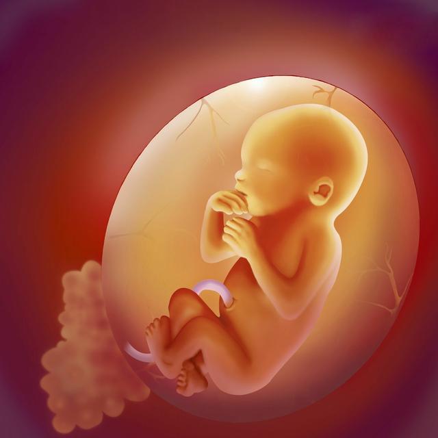 怀胎十月,胎儿每天在妈妈肚子里干些啥?太可爱太暖心了