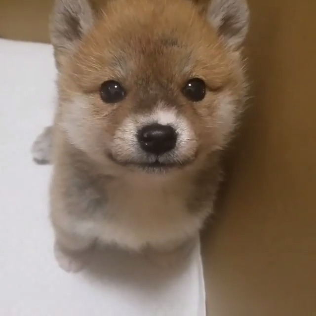 原来柴犬小时候就这么萌,真像土狗一只