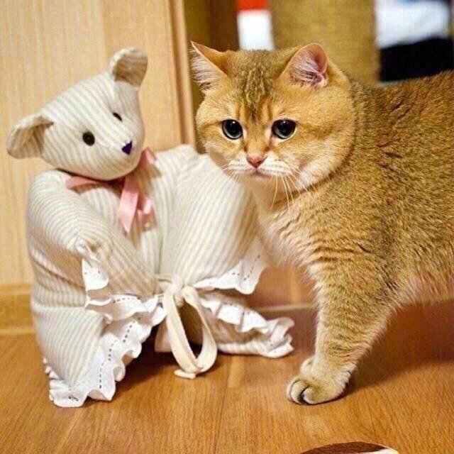 这只颜值逆天的英短金渐层又出现了,不过它也越来越胖了……