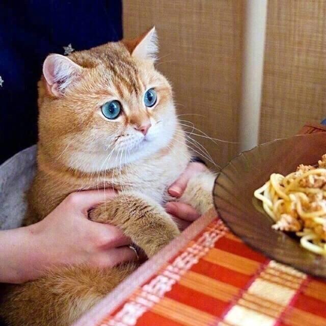 这只颜值逆天的英短金渐层又出现了,不过它也越来越胖了……