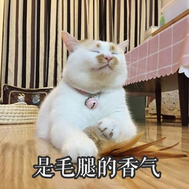 再丑的猫咪也有春天,这只肥猫的表情包绝了