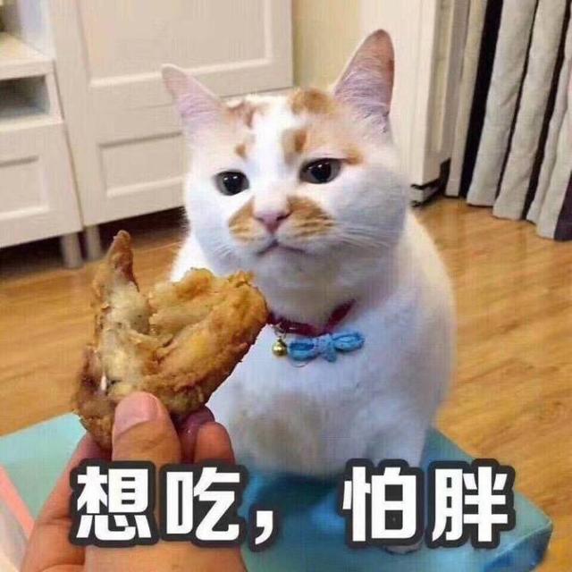 再丑的猫咪也有春天,这只肥猫的表情包绝了