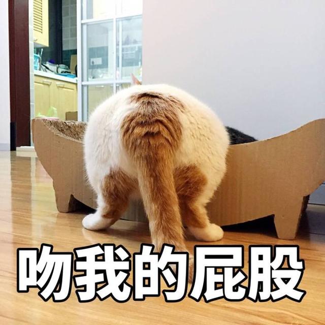 再丑的猫咪也有春天,这只肥猫的表情包绝了
