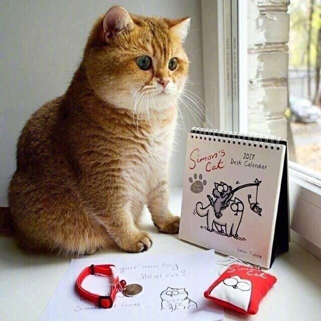 这只颜值逆天的英短金渐层又出现了,不过它也越来越胖了……