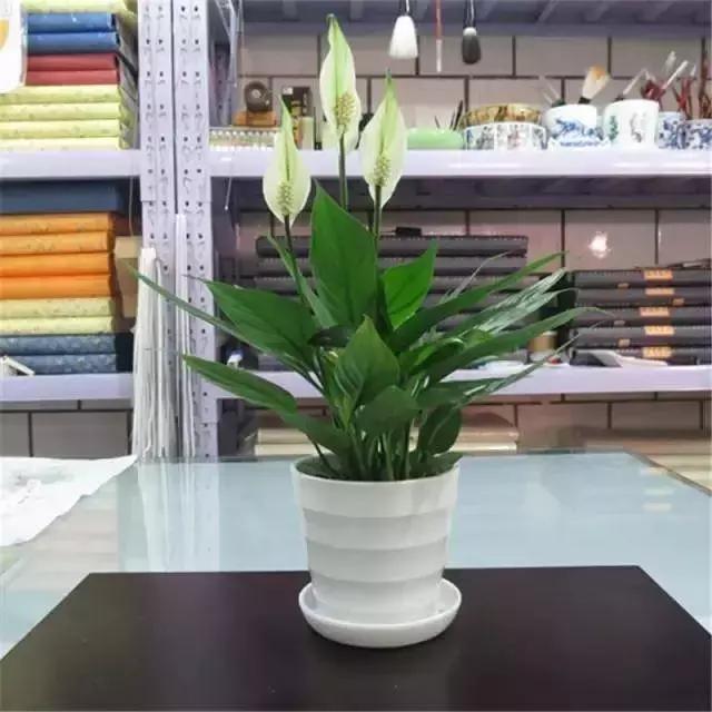 养下面8种植物在办公室,助你财旺运好工作顺心