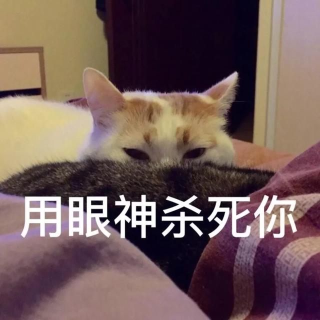 本周的猫咪表情包,有人已经悄悄保