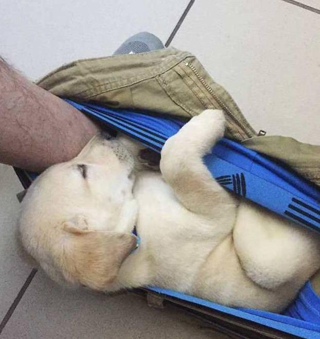 主人把这搞笑的一幕分享给了网友,网友看到后也纷纷笑喷: