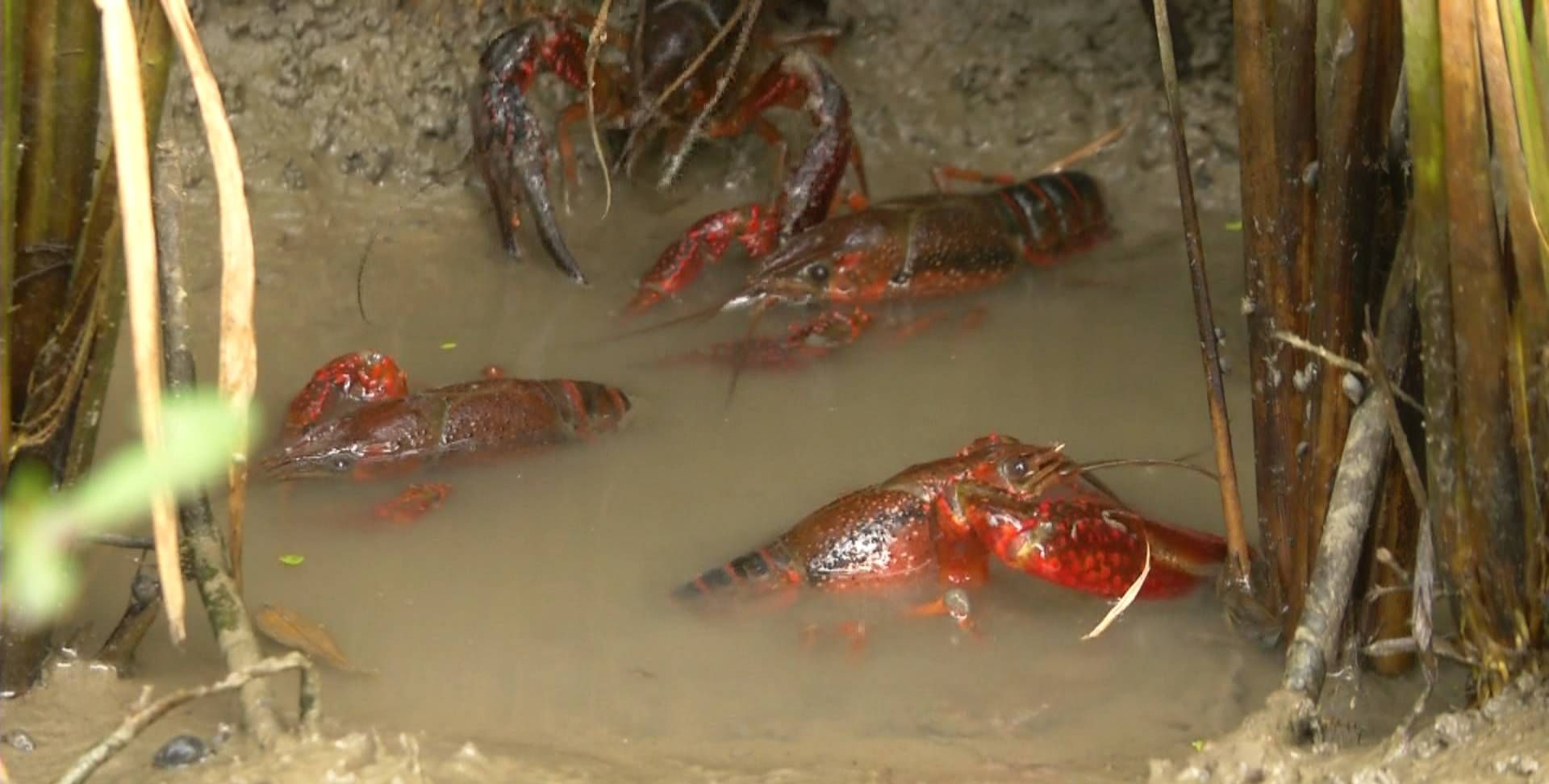 大厨PK网红做小龙虾，67.59万网友沸腾了，都想来潜江吃虾