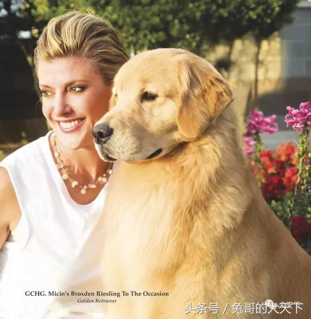 王者帮:2017年美国AKC金毛巡回猎犬排行榜T