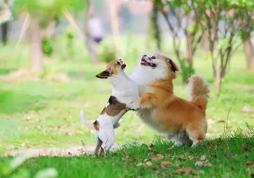 狗狗打架的真正原因你知道吗?