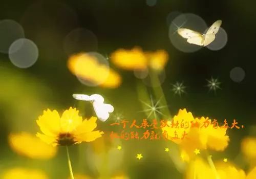 朋友圈最近蛮火的句子 ,懂得太多,看的太透