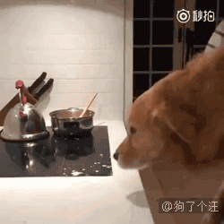 网友晒的被子上躺了一只狗,于是乎众人开始发挥了