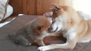 壁纸 动物 狗 狗狗 320_180 gif 动态图 动图