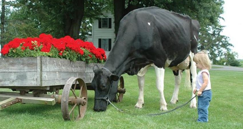 实拍美国农村的真实面貌, 农业机械化运作, 农村