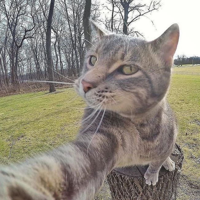 喵～ins manny the selfie cat