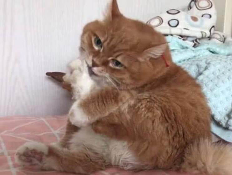 猫咪太胖被主人要求减肥,猫咪瞬间不乐意了,还摆出这妖娆姿势