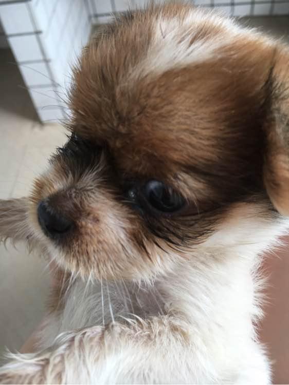 两个善良的小姑娘给流浪小奶狗起名小家伙一听狗蛋