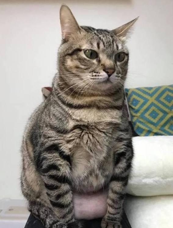 猫咪怀孕3个月还没生,主人带它去看医生,医生的话让她