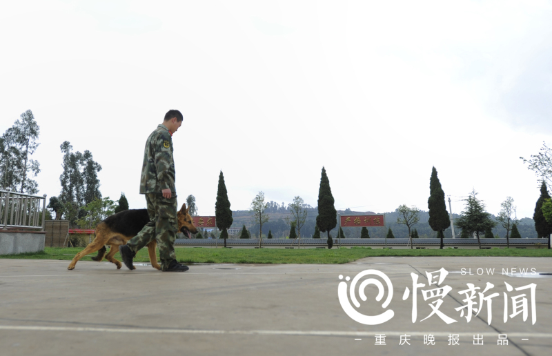 慢新闻 | 汶川地震10年 功勋搜救犬的黄昏