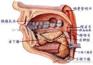 整天不停流口水警惕颌下腺导管长结石
