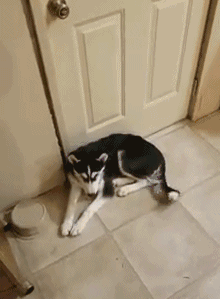 二哈搞事情,主人本想警告下就算了,可看到二哈的表情