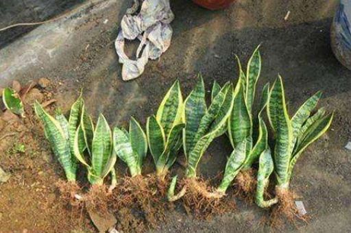 往土里埋点料,虎皮兰吃了贼高兴,1天就冒芽