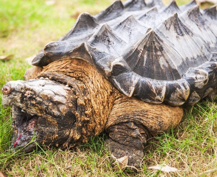 龟长寿,鳄鱼也是寿星,那么鳄龟寿命该多长?反