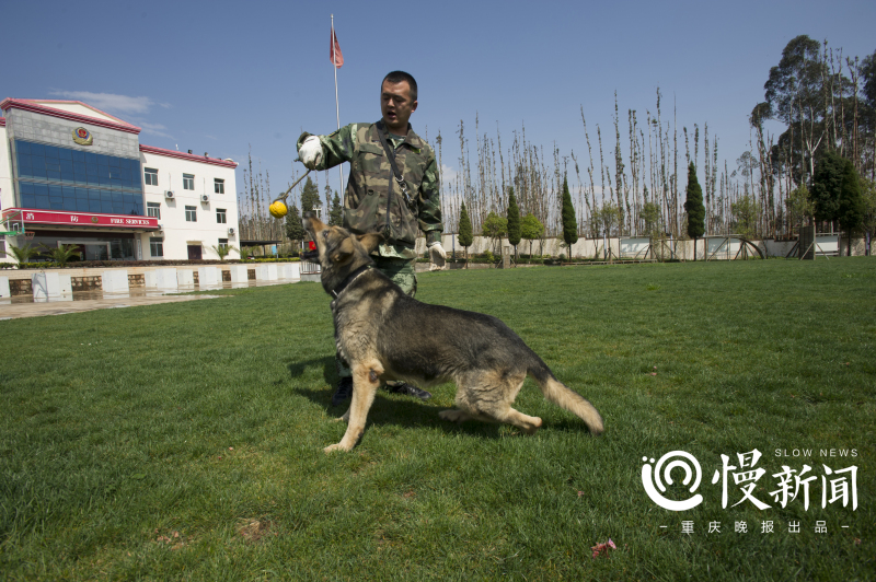 慢新闻 | 汶川地震10年 功勋搜救犬的黄昏