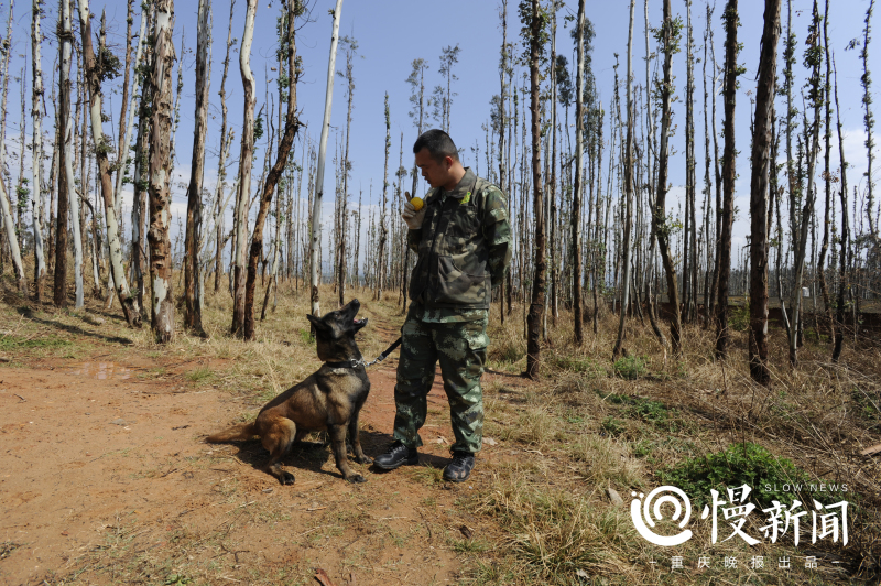 慢新闻 | 汶川地震10年 功勋搜救犬的黄昏