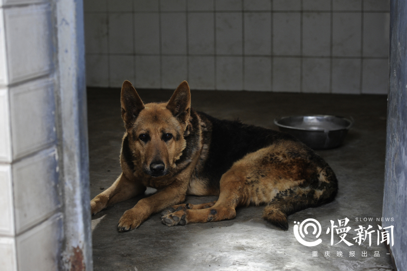 慢新闻 | 汶川地震10年 功勋搜救犬的黄昏