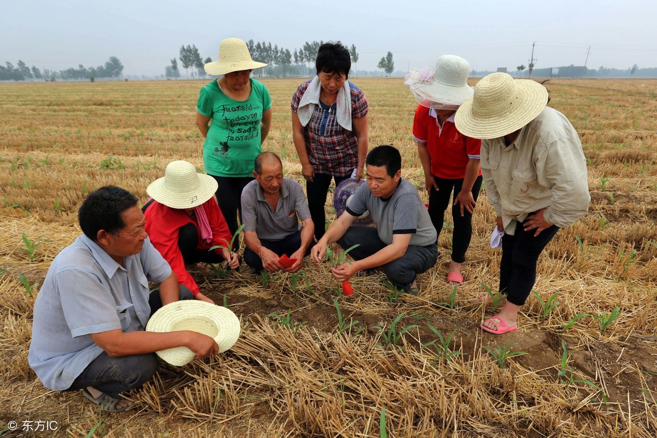 中国人在非洲种田,非洲人每天工作三小时?还要