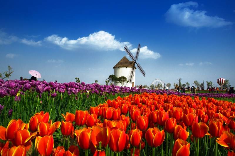 孝感金卉庄园郁金香花开茂盛 游客置身花海流连忘返