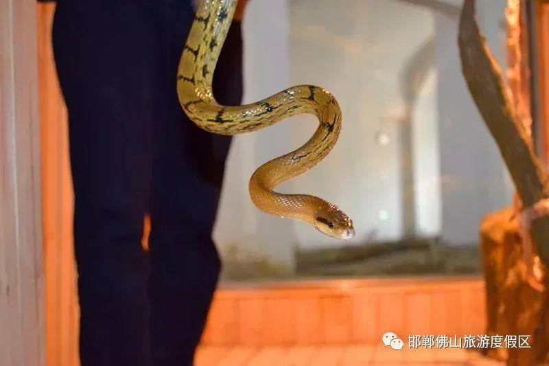 邯郸动物园即将和大家见面, 内景曝光! 还有方