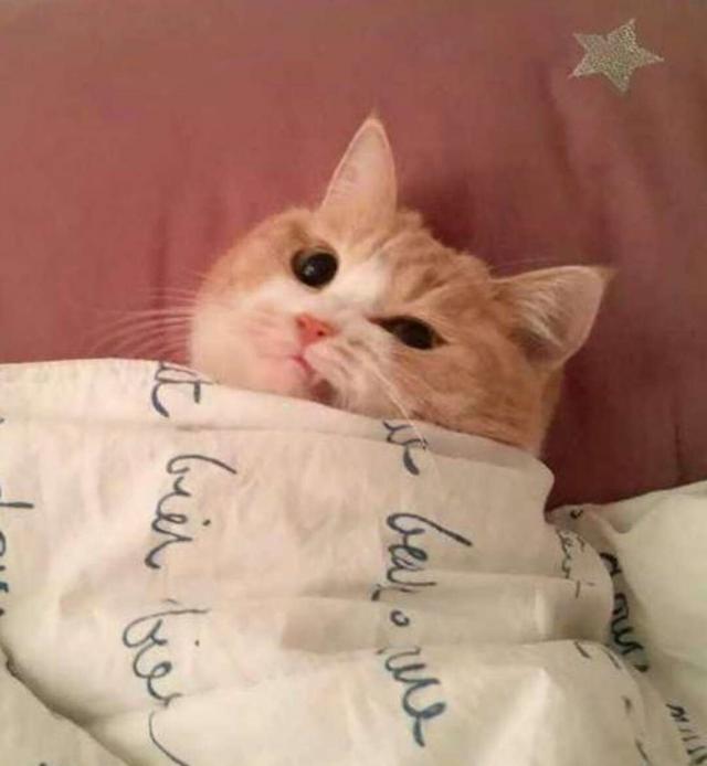 主人叫猫咪起床,猫咪别着头咧着嘴,转身又盖上被子呼呼大睡!
