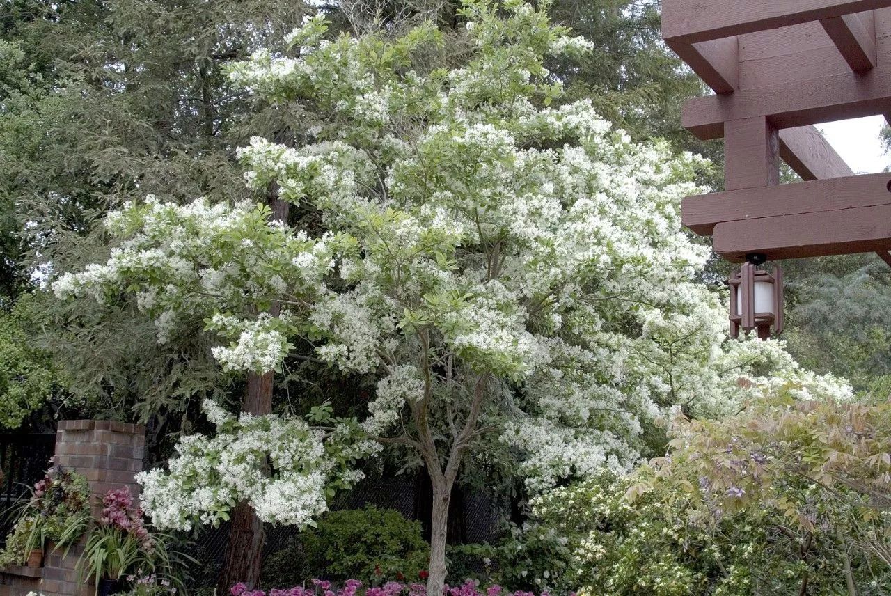夏秋季节开满白色的花瀑的流苏树,没想到还能用来嫁接桂花