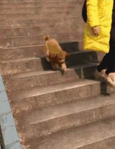 搞笑gif:看把你得瑟的,这么皮