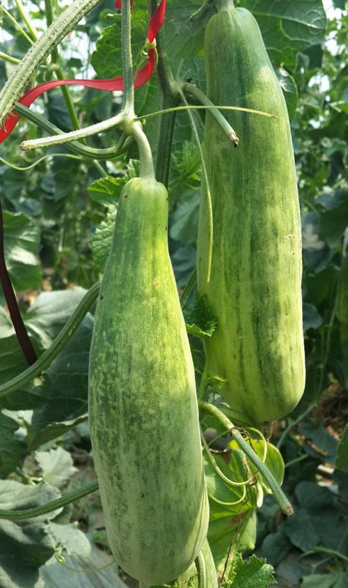 怎么挑选又脆又甜的羊角蜜