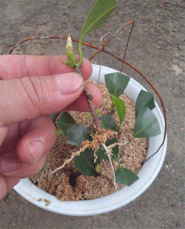 茶花扦插 2个关键决定成败 看看你扦插对了没?