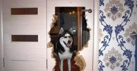 拆家四天王比拼拆家,没想到榜首不是哈士奇,另一蠢萌代表上位!