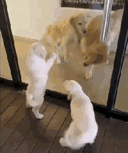 目睹大金毛在打架,俩金毛宝宝就开始了.孩子就是这样被带坏的!