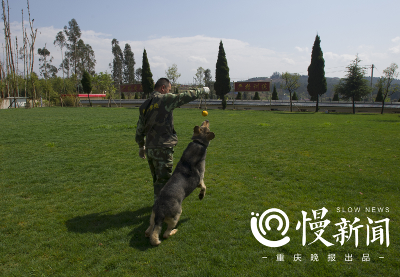慢新闻 | 汶川地震10年 功勋搜救犬的黄昏