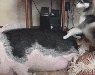 壁纸 动物 兔子 310_245 gif 动态图 动图