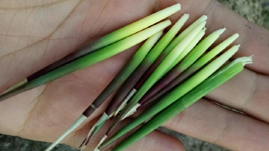 小时候的回忆毛针草不知道你们吃没吃过