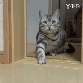 猫咪要求主人放饭的地方是有要求的,这动作也是没谁了,笑喷