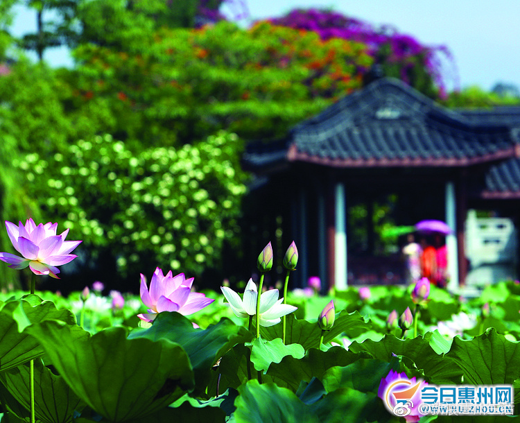 惠州丰渚园的荷花开了,今天你去赏荷了吗?[