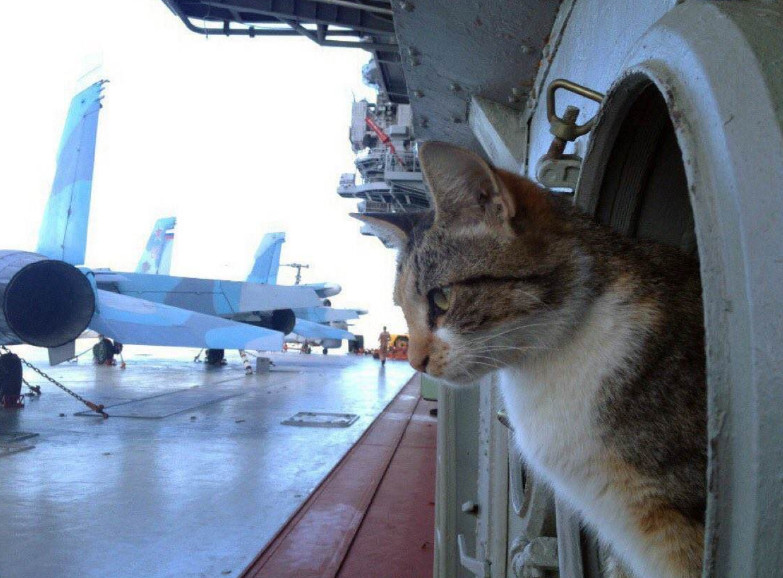 航母上面会有老鼠吗?为什么很多的航空母舰上