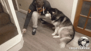 主人刚出门二哈就把楼梯咬烂了, 接下来二哈的表情让人更生气