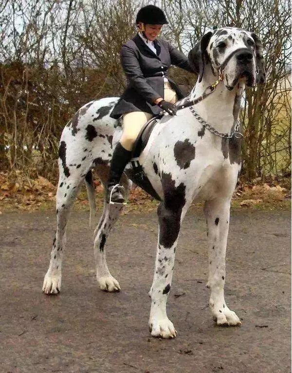 世界上的巨型犬,竟然可以当马骑?