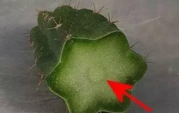 用蟹爪兰嫁接仙人球或绯牡丹,掌握一个技巧就